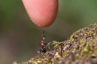 Ameisen entdecken - Nahe der Natur Staudernheim