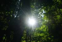 Let the sunshine in: Nahe der Natur-Vision, symbolisch sonnendurchfluteter Wald.
