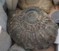 Ammonit (Schwäbische Alb), Sammlung Nahe der Natur