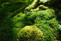 Moostraum - Dream of moss: Licht-Schatten-Mosaike im Moosgarten 'Nahe der Natur' Staudernheim.