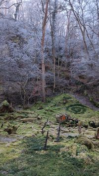 Moosgarten im Winterzauber