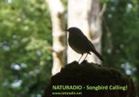 Naturadio calling - Songbirds forever